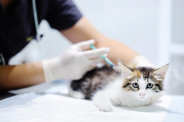 Veterinary doctor giving injection for cat