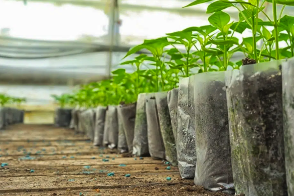 Captura de Tela 2026-02-12 às 10.41.17