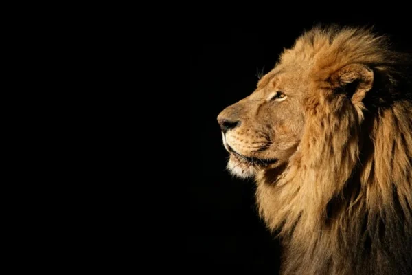 Leao-2